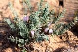 Astragalus dolichophyllus