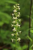 Platanthera metabifolia