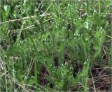 Lycopodium clavatum. Молодые веточки. Владимирская обл., Сулогодский р-н, окр. дер Митино. 03.07.2021.