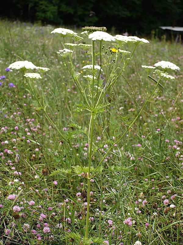 Image of Seseli seseloides specimen.