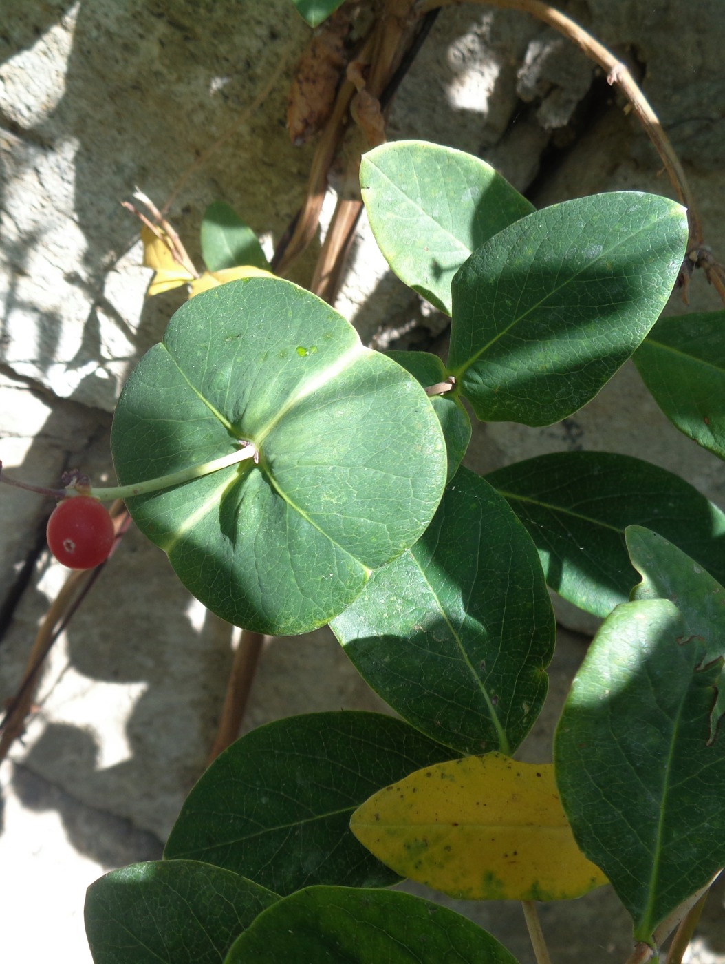 Image of Lonicera sempervirens specimen.