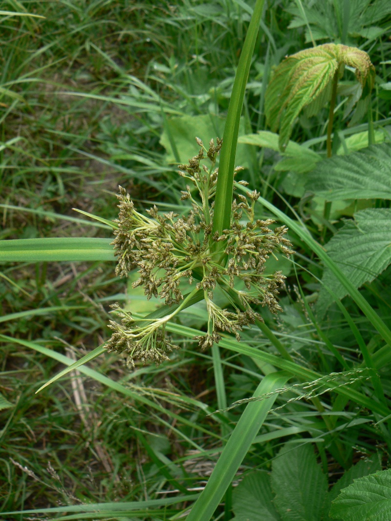 Изображение особи Scirpus orientalis.