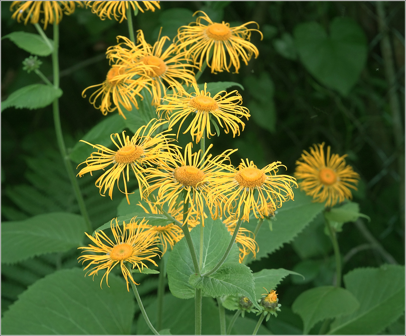 Изображение особи Telekia speciosa.