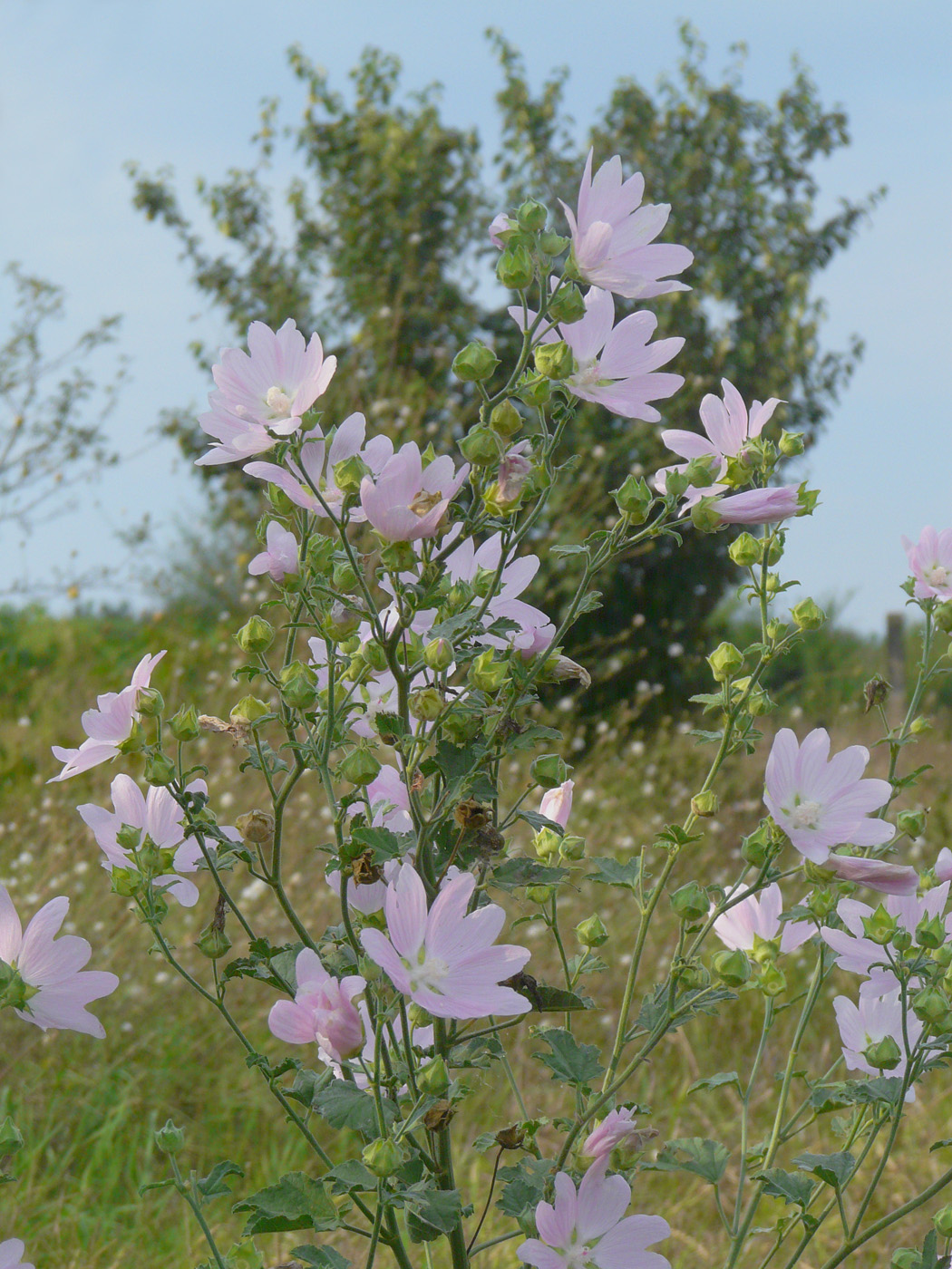Image of Malva thuringiaca specimen.