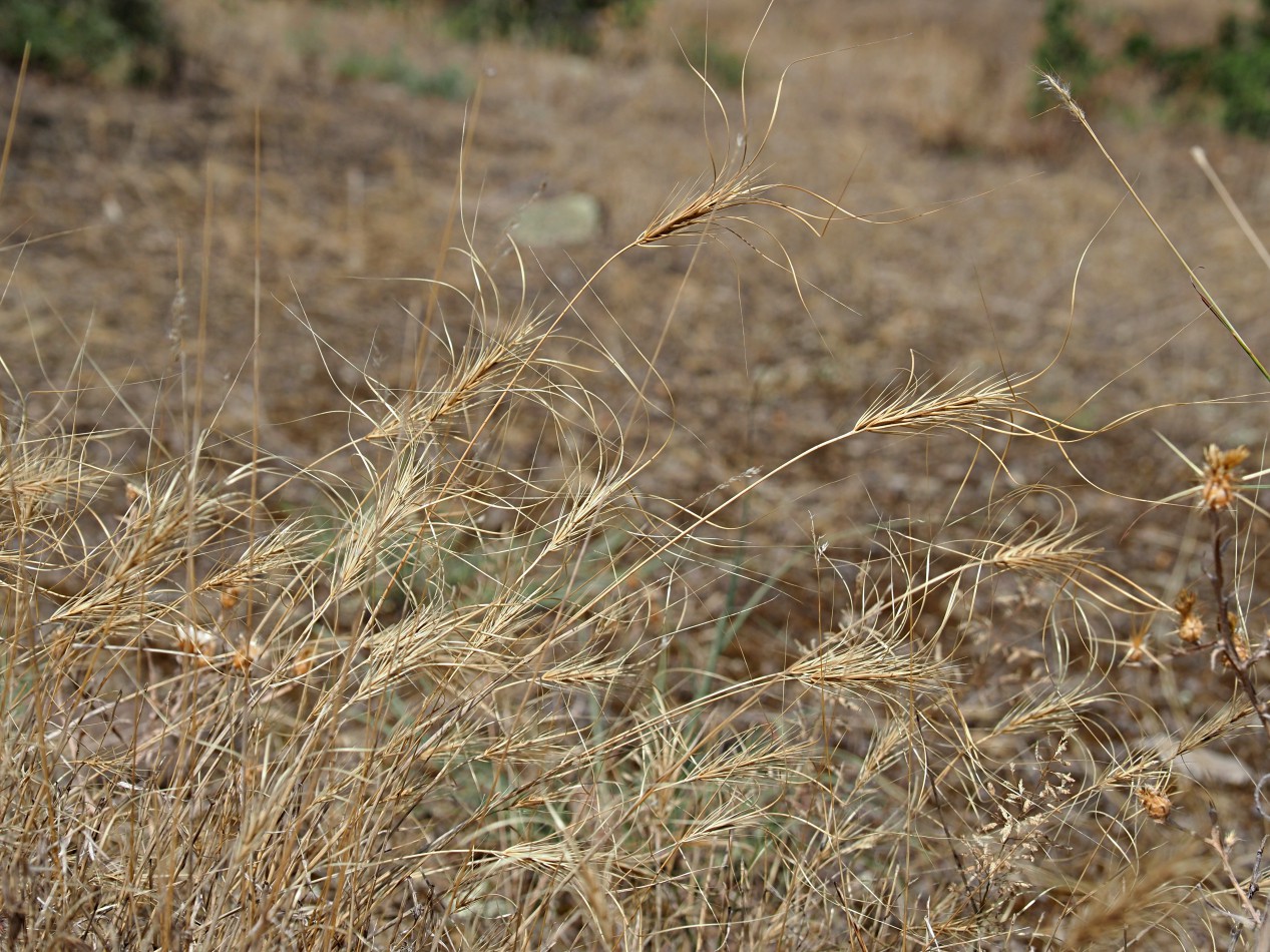 Изображение особи Taeniatherum asperum.