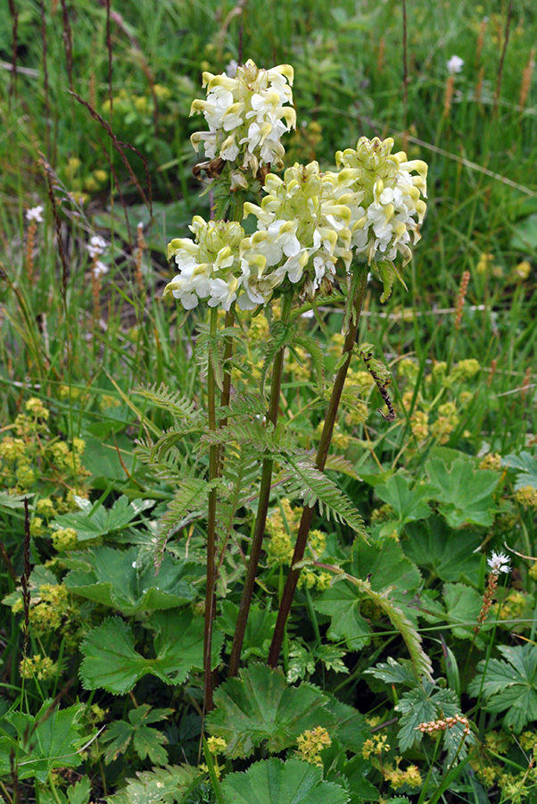 Изображение особи Pedicularis compacta.