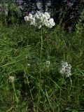 Achillea impatiens. Цветущие растения. Магаданская обл., окр. г. Магадан, 6 км основной трассы, разнотравная поляна у дороги. 30.07.2021.