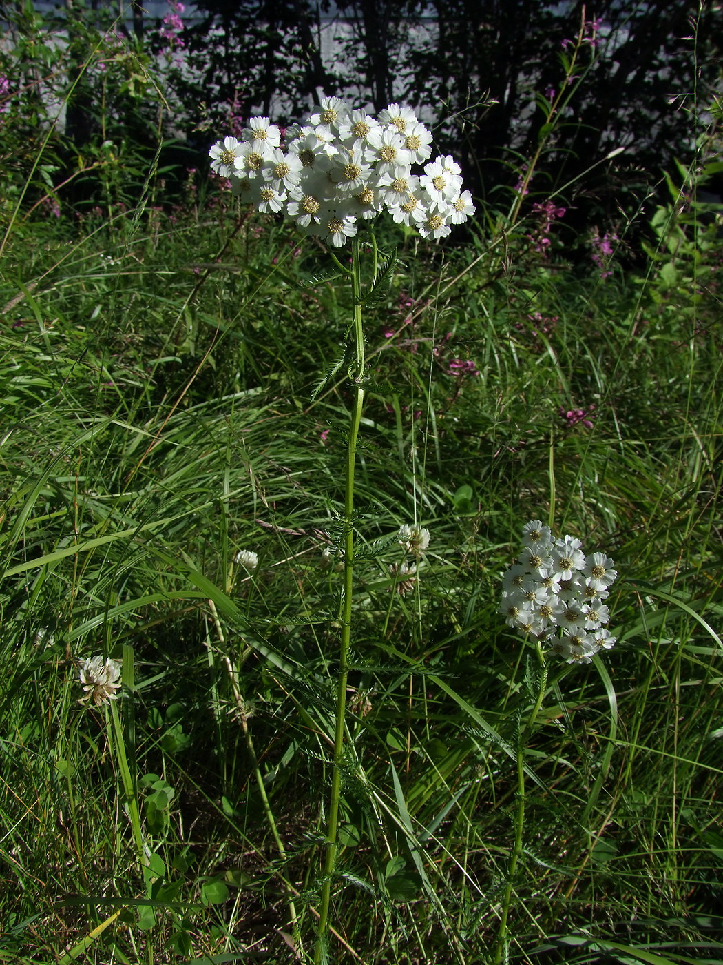 Изображение особи Achillea impatiens.