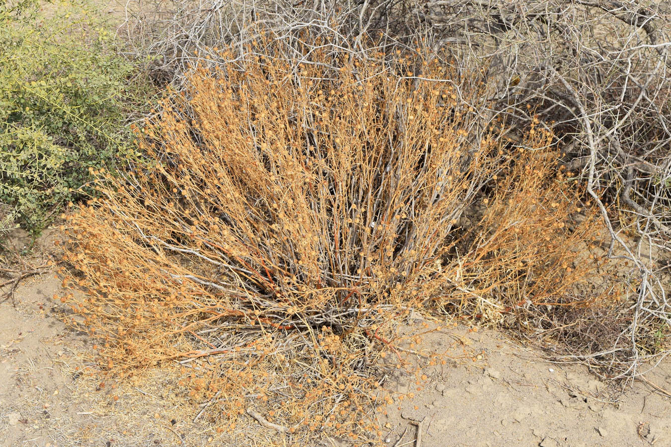 Image of Peganum harmala specimen.