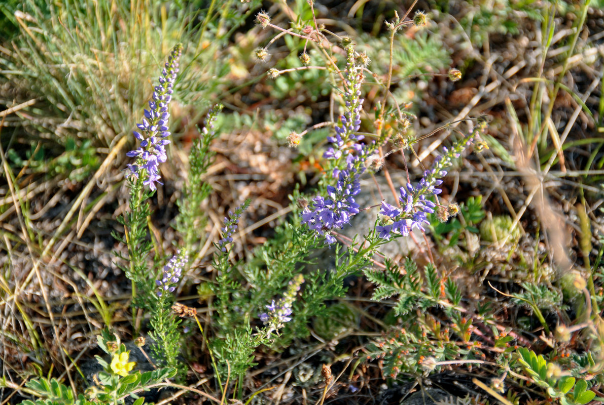 Image of Veronica pinnata specimen.