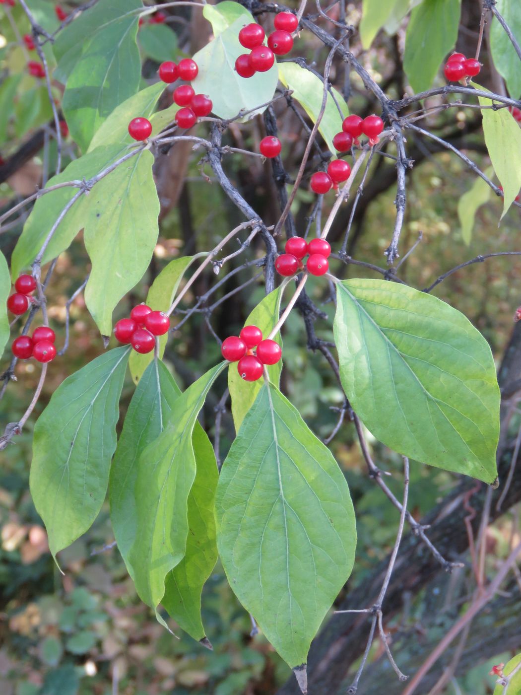 Image of Lonicera maackii specimen.