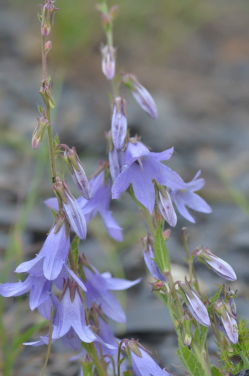 Изображение особи Campanula sarmatica.