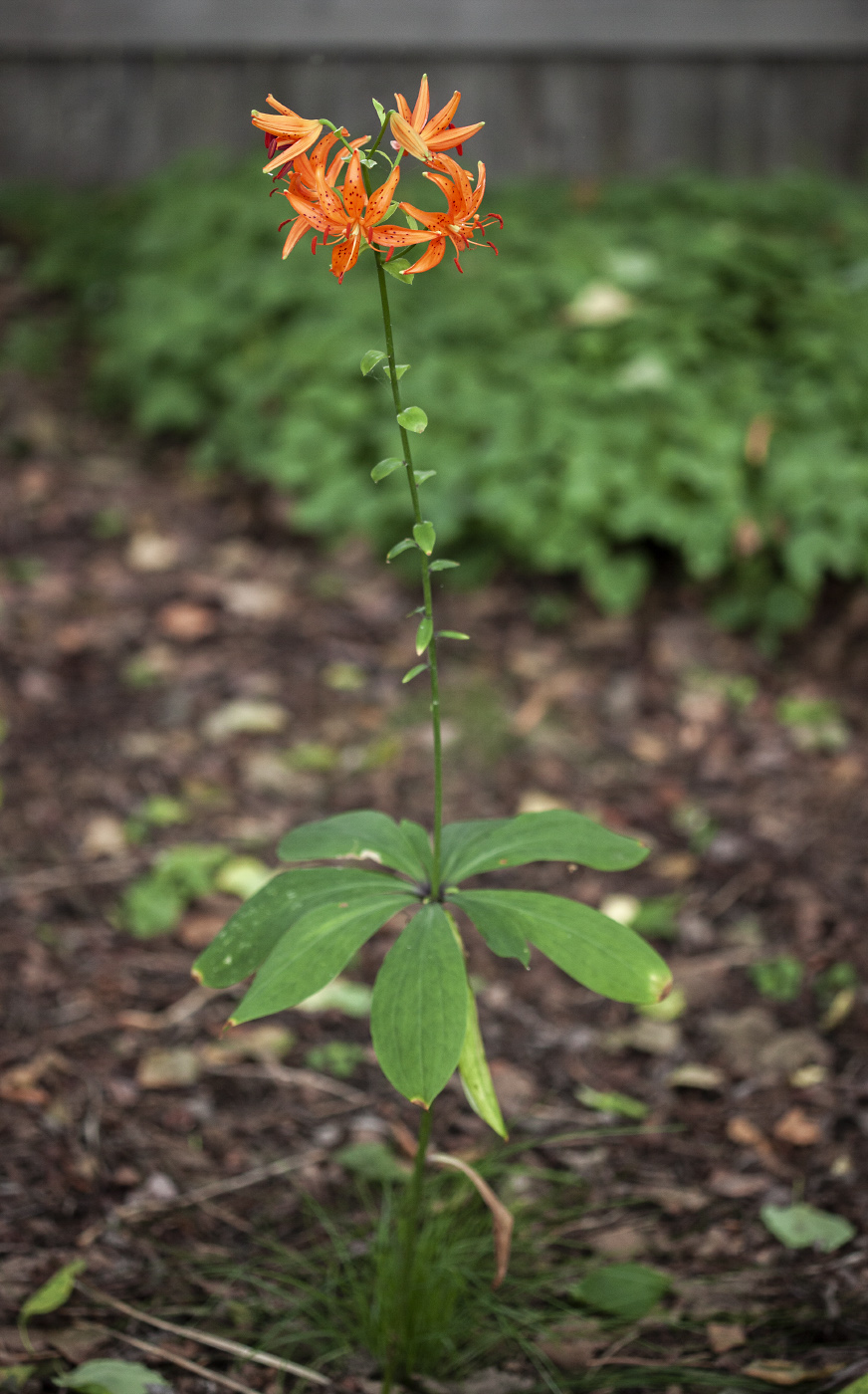 Изображение особи Lilium distichum.