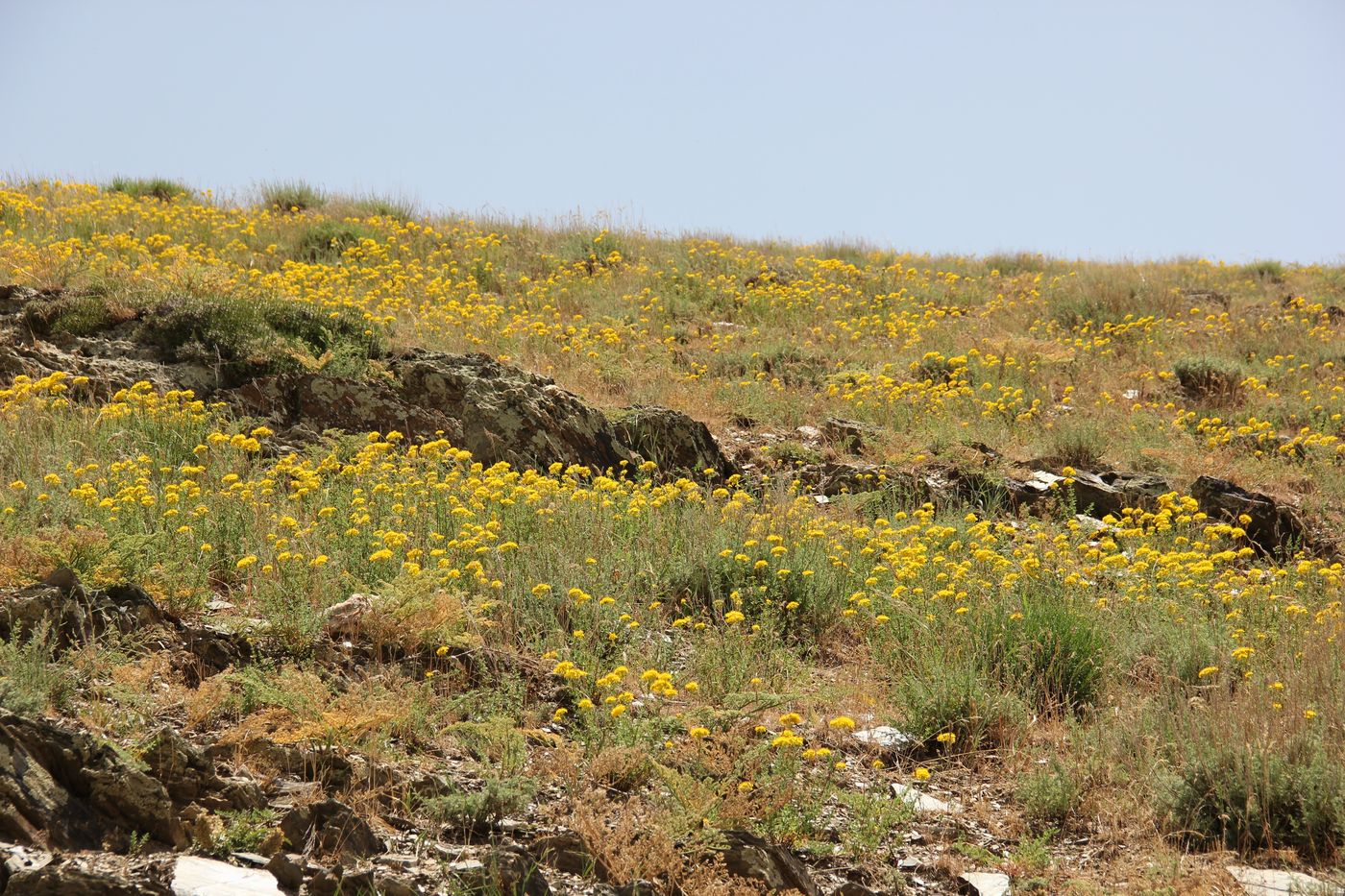 Image of Hypericum scabrum specimen.