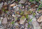 Commelina communis. Цветущее растение на прирусловом галечнике. Приморский край, Лазовский р-н, Лазовский заповедник, окр. кордона Карпадь, берег реки Прямушки. 19.08.2009.