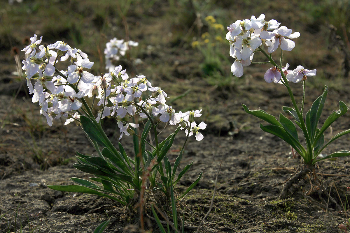 Image of Parrya nudicaulis specimen.