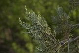 Juniperus excelsa. Часть ветви. Крым, Бахчисарайский р-н, окр. пгт Куйбышево, склон каменистого холма. 02.05.2022.