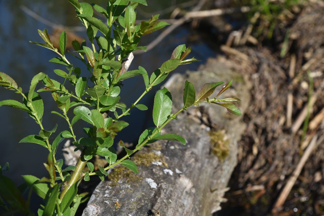 Image of Salix triandra specimen.