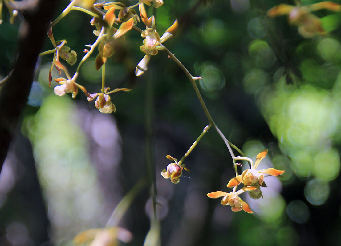 Image of familia Orchidaceae specimen.