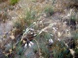 Allium margaritae. Соцветия. Казахстан, Чу-Илийские горы, близ перевала Курдай. 21.06.2022.