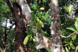 genus Artocarpus. Ствол с плодами и листьями. Мадагаскар, провинция Туамасина, регион Ацинанана, заповедник \"Пальмариум\". 13.10.2016.