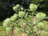 Cirsium eriophorum