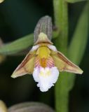 Epipactis palustris. Цветок. Горный Крым, Главная гряда, ручей Суат, влажная луговина. 15 июля 2022 г.