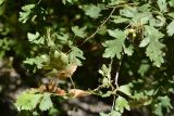 Crataegus songarica