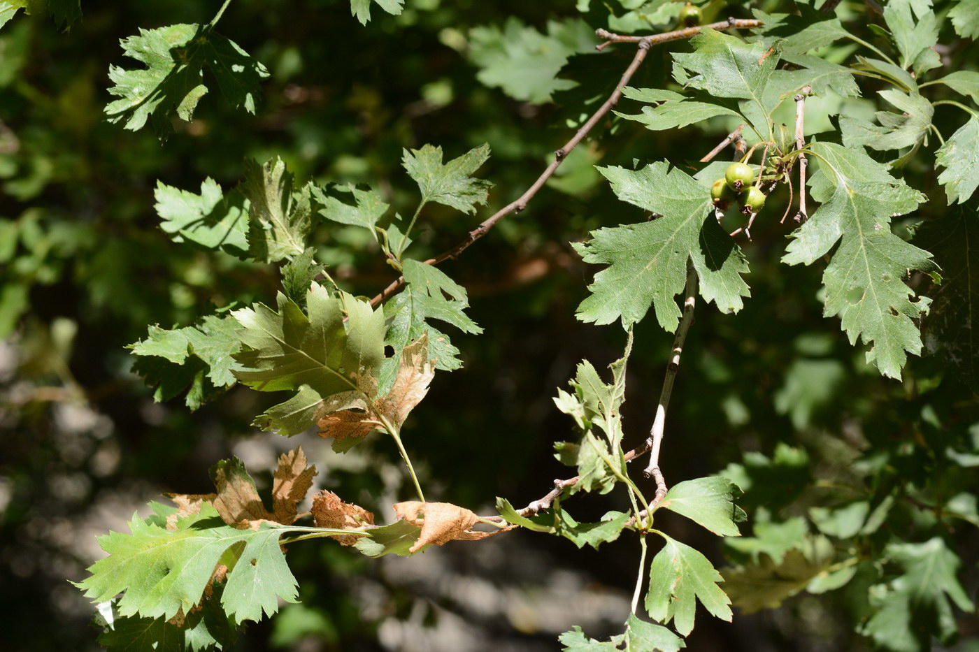 Image of Crataegus songarica specimen.