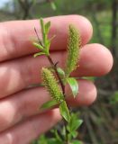 Salix triandra