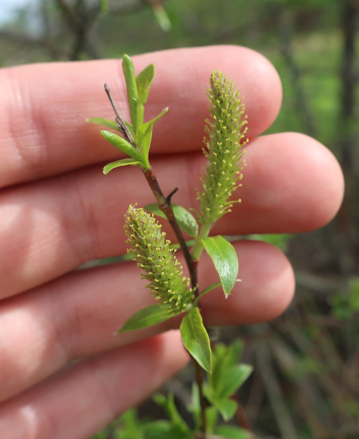 Image of Salix triandra specimen.