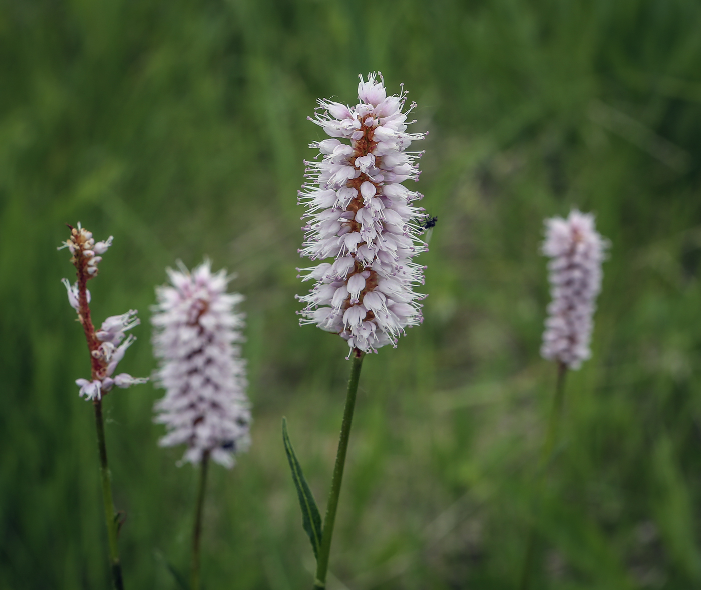 Изображение особи Bistorta officinalis.