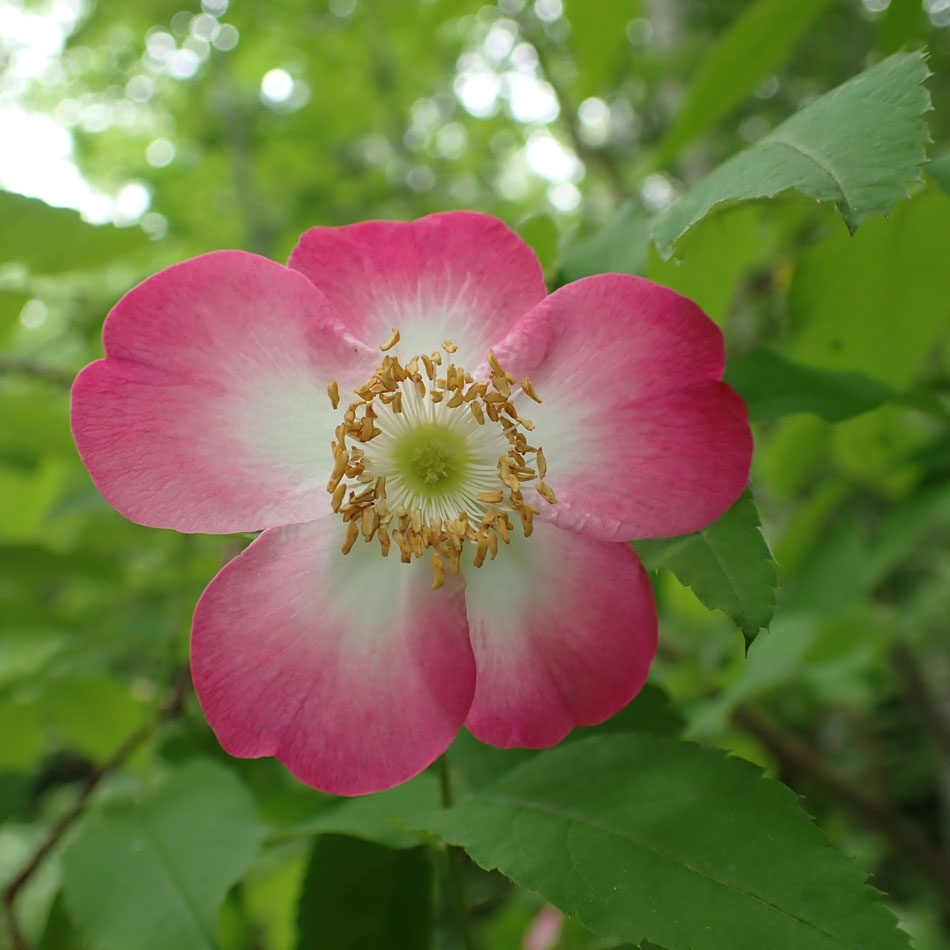 Изображение особи Rosa amblyotis.