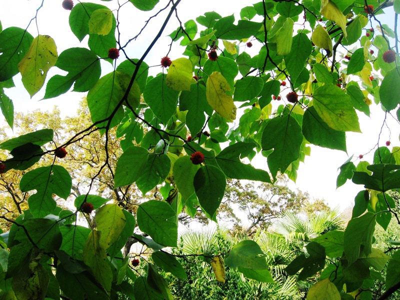 Изображение особи Broussonetia papyrifera.