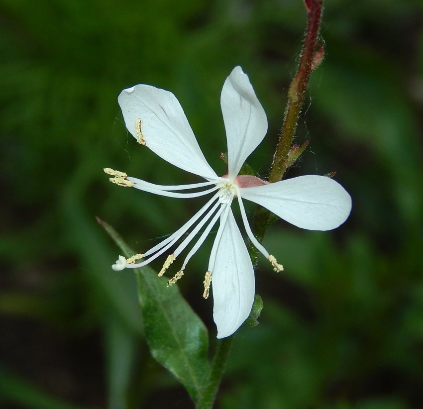 Image of Oenothera gaura specimen.