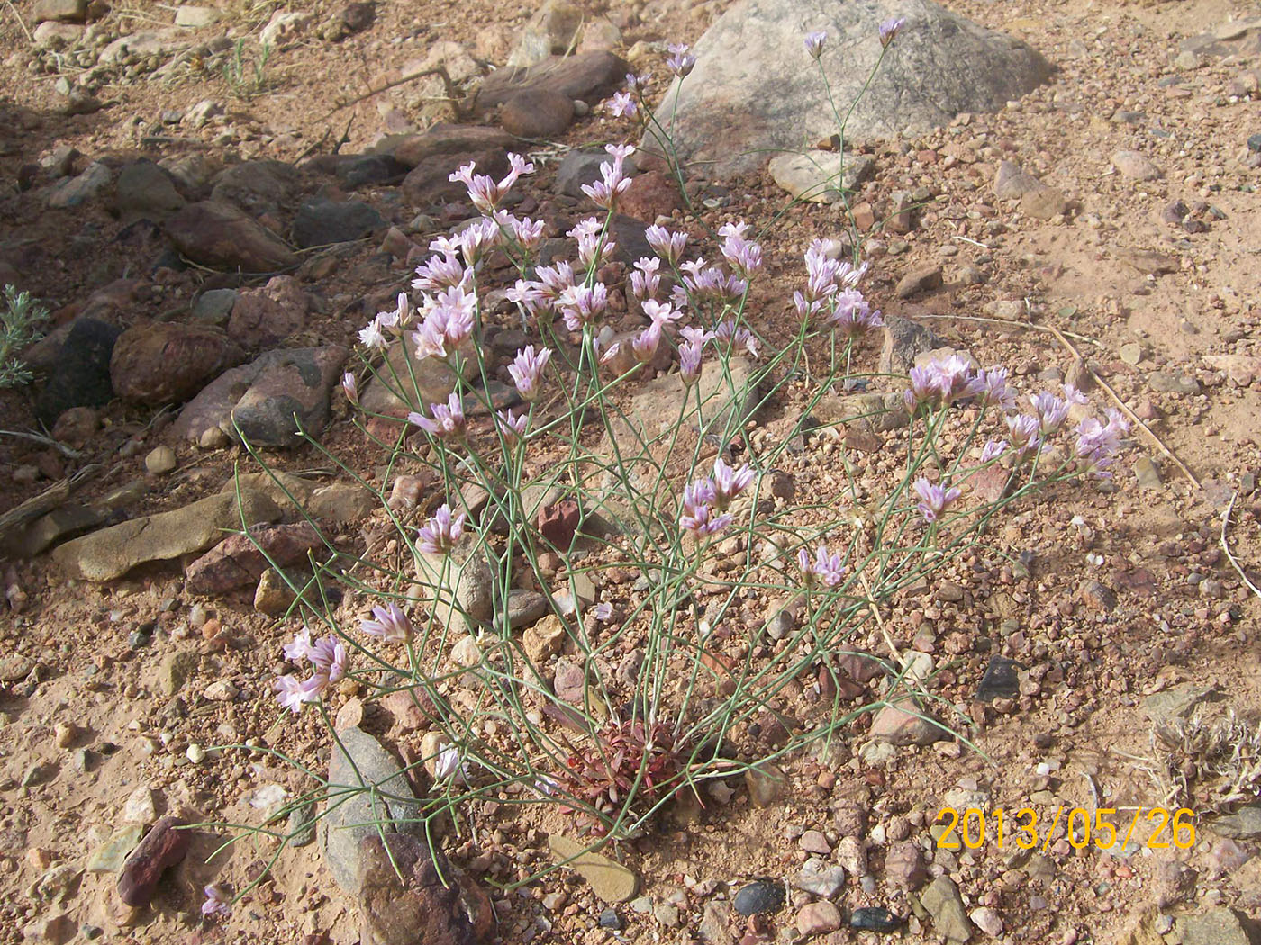 Изображение особи Limonium tenellum.