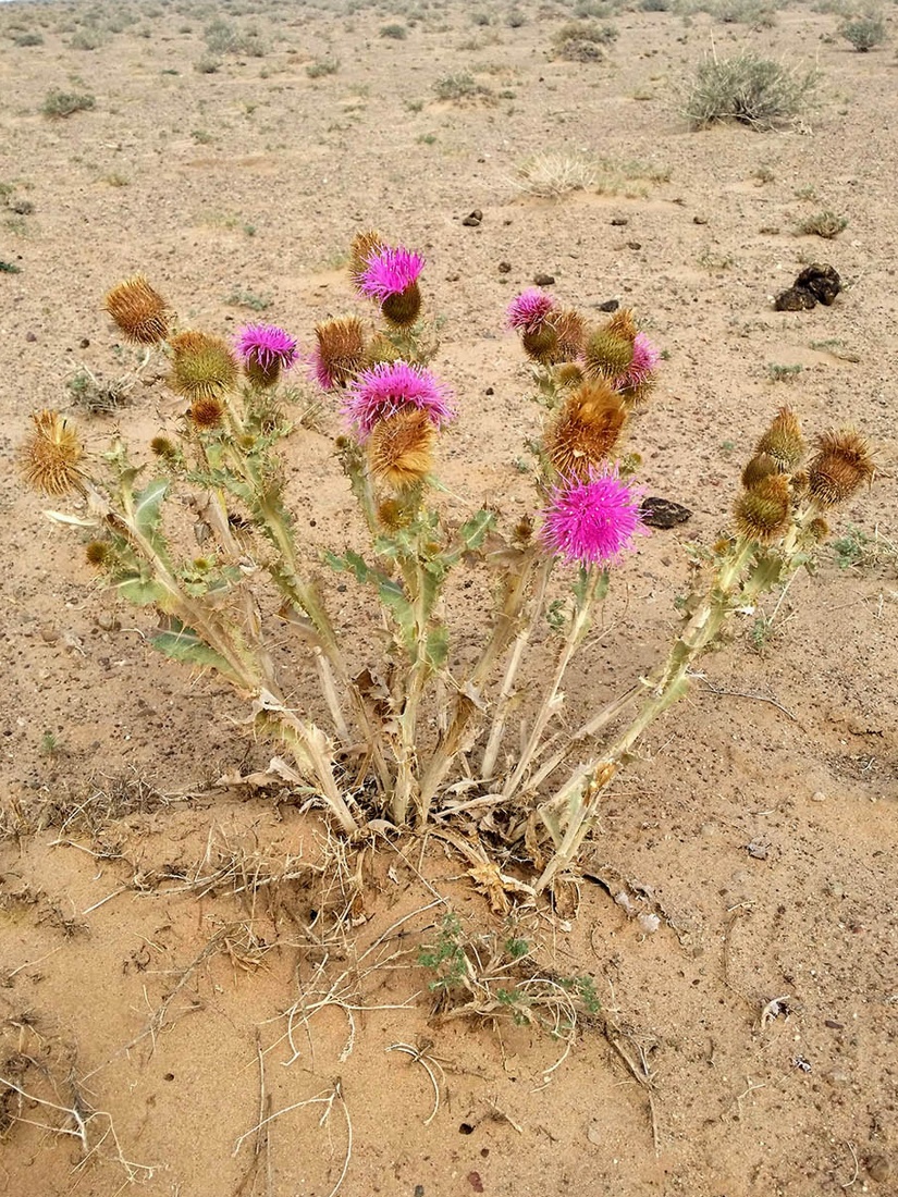 Изображение особи Olgaea leucophylla.