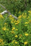 Hypericum maculatum. Цветущие растения. Мурманская обл., Кольский р-н, долина р. Титовка ниже автодороги А138 Мурманск — Печенга, окр. Мельничных водопадов, верхняя часть склона долины, травяно-кустарничковый березняк, поляна, разнотравный луг. 02.08.2022.