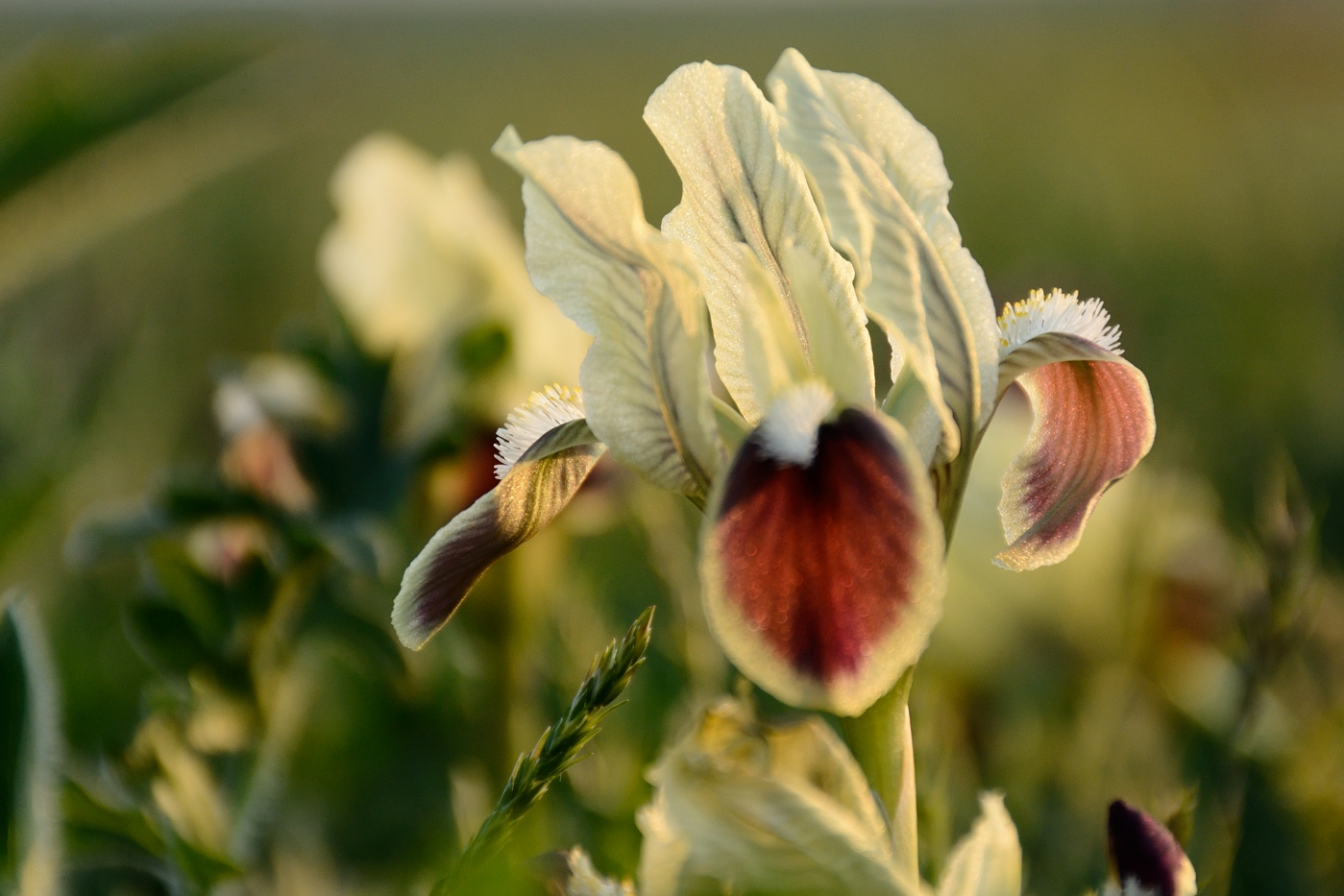 Image of Iris pumila specimen.