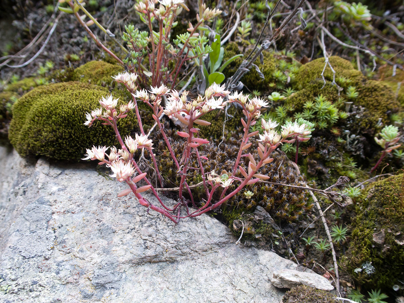 Image of Sedum pallidum specimen.