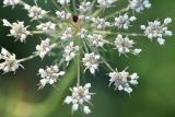 Daucus carota. Фрагмент соцветия. Республика Адыгея, окраина пос. Каменномостский, ур. Холодное, луг. 28 июля 2022 г.