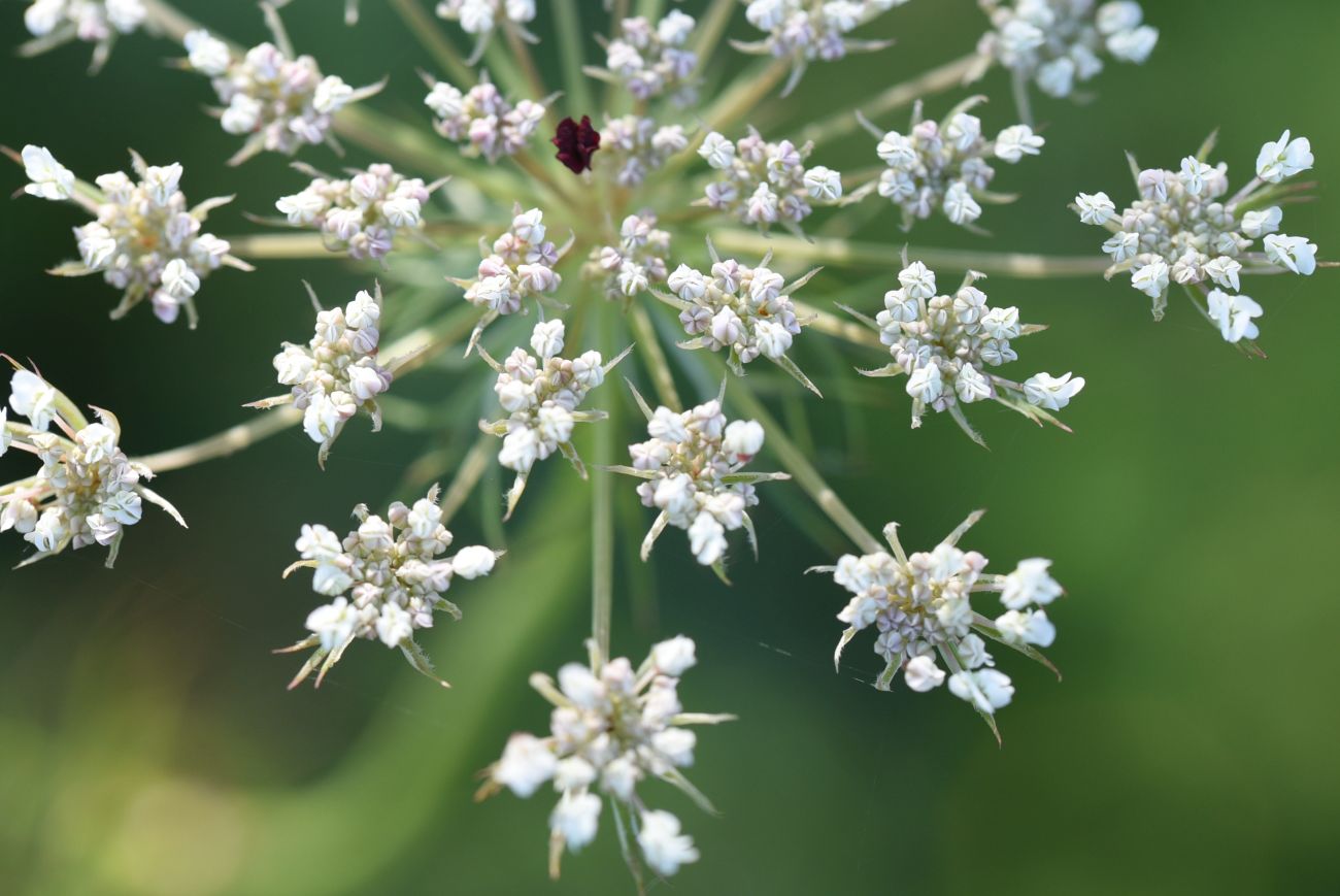 Image of Daucus carota specimen.