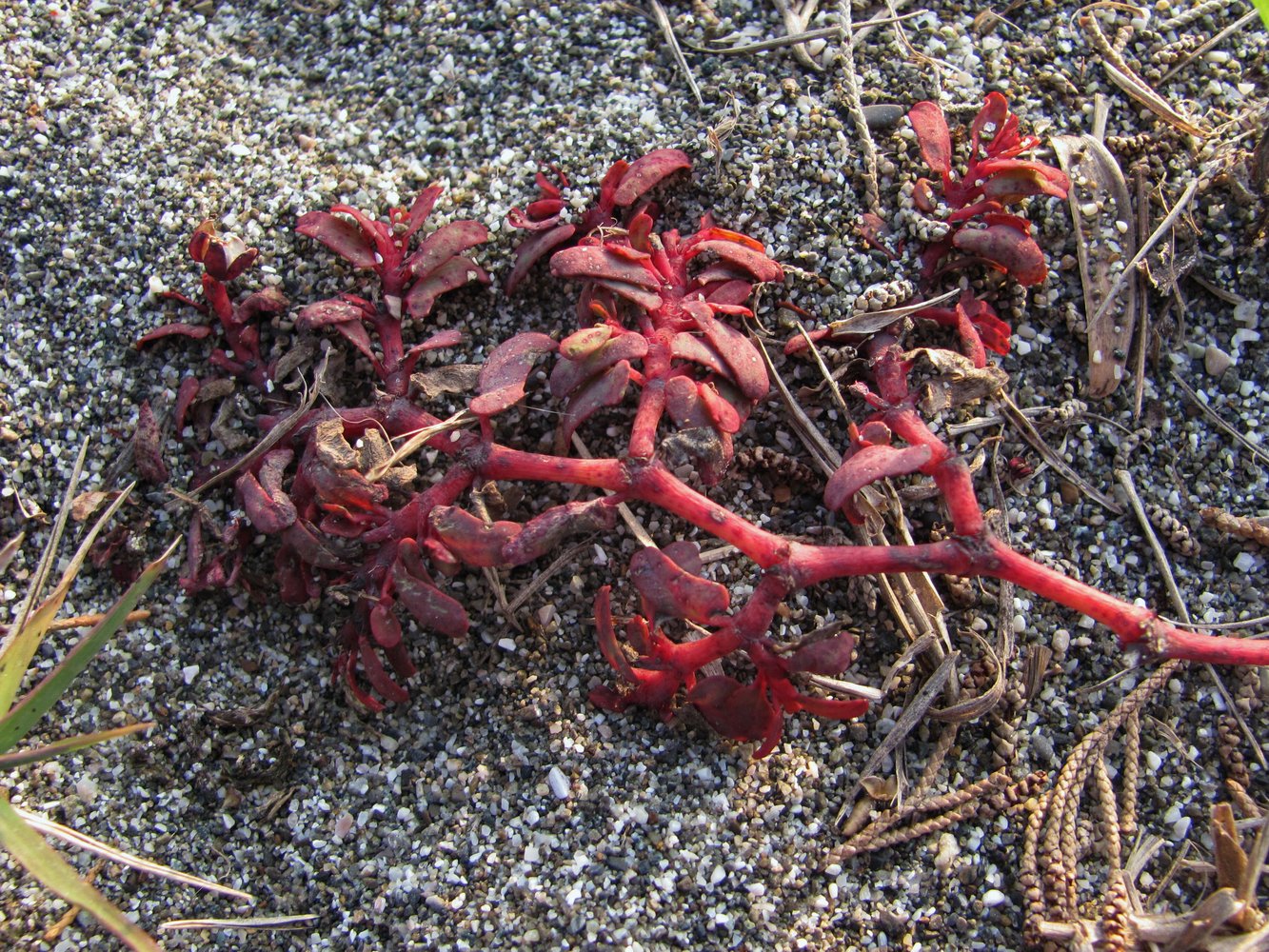 Image of Euphorbia peplis specimen.