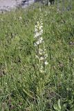 Pedicularis dolichorrhiza. Цветущее растение на горном лугу. Южный Казахстан, Таласский Алатау, ущелье Коксай, высота ~2400 м н.у.м. 19.07.2010.