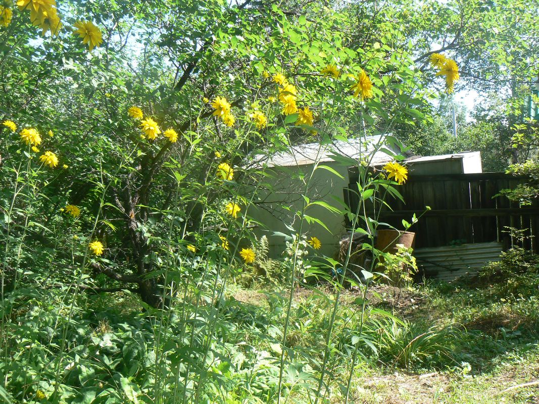 Image of Rudbeckia laciniata var. hortensia specimen.