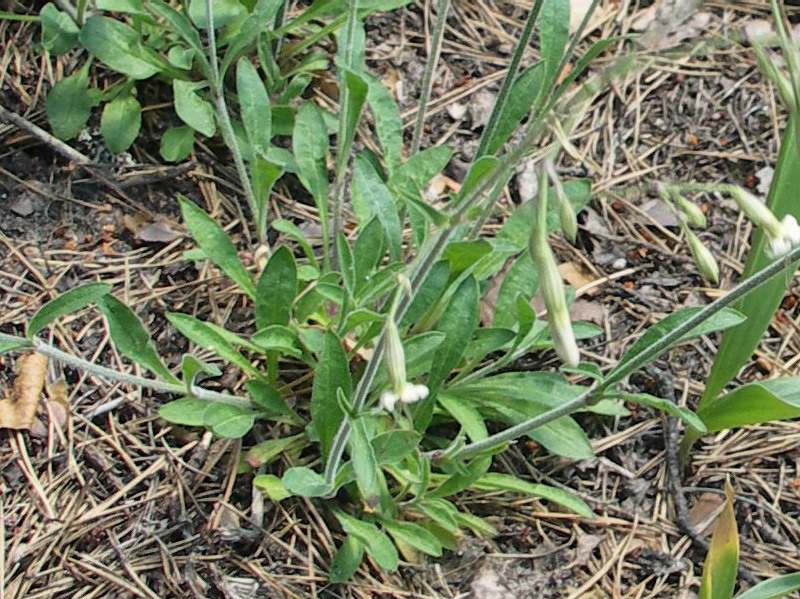 Image of Silene nutans specimen.