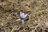 Crocus tauricus