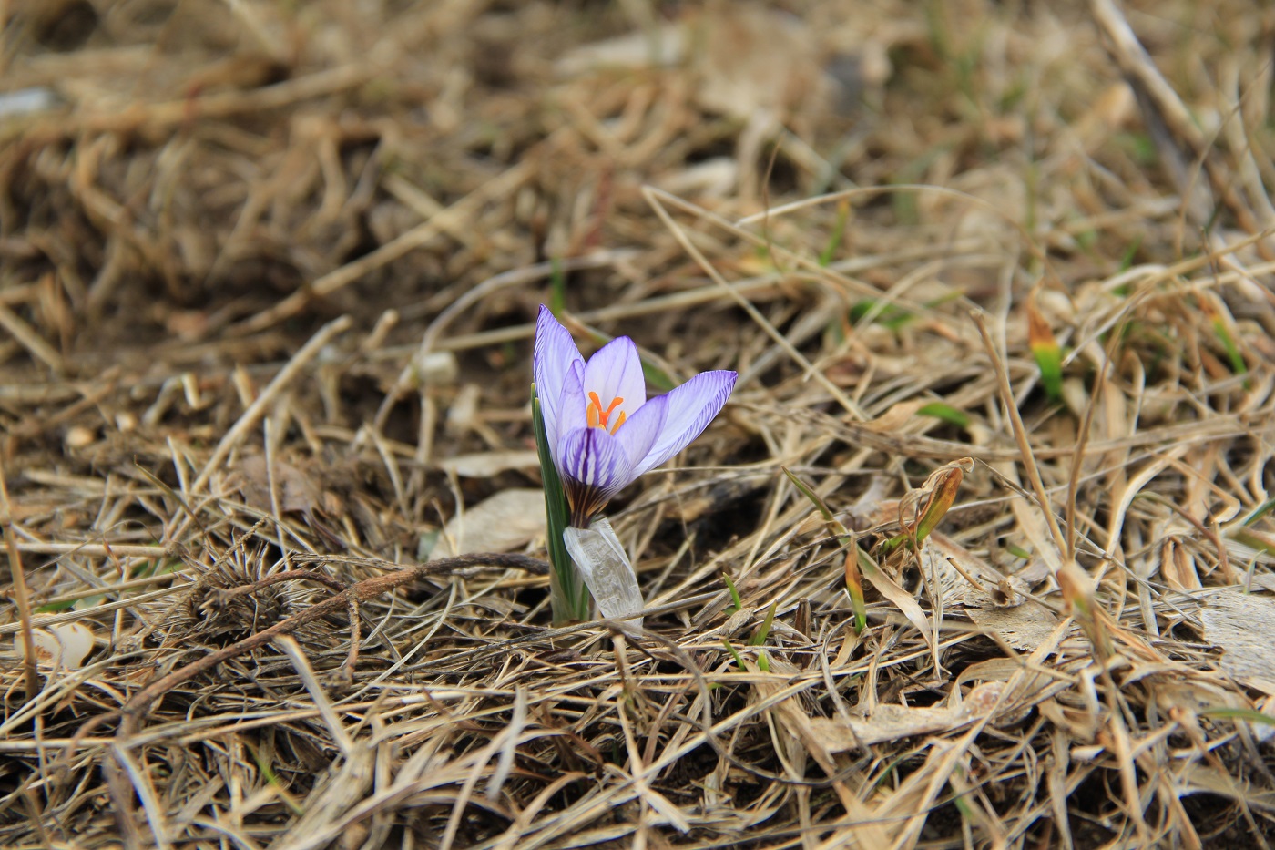 Изображение особи Crocus tauricus.