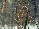 Betula pendula. Покоящаяся ветвь с неопавшей отмершей листвой. Москва, Жулебинский лес. 21.02.2006.