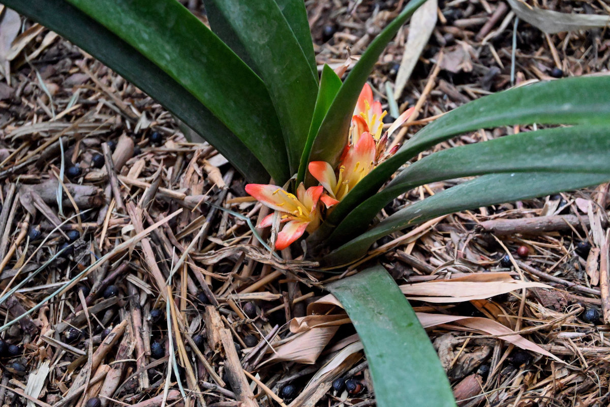 Image of Clivia miniata specimen.